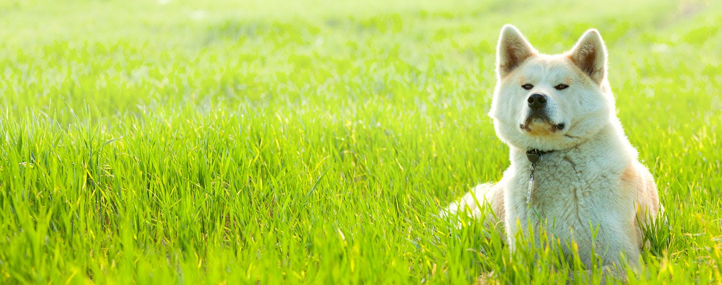 Dog Names Meaning Rain Popular Male and Female Names Wag!